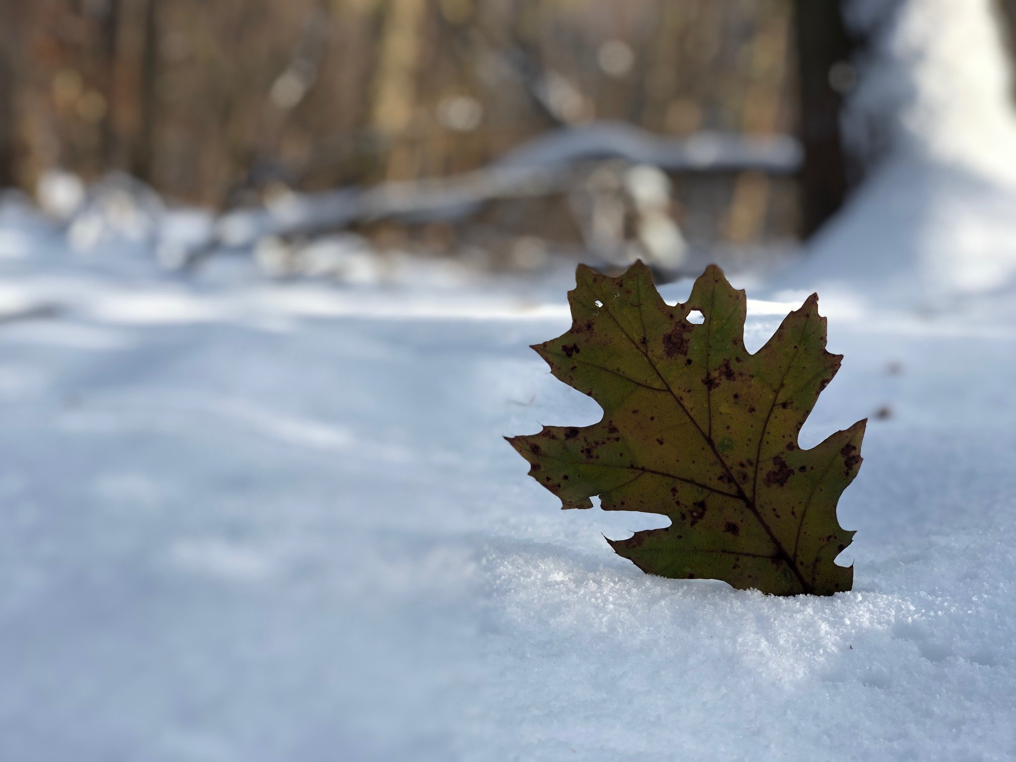 Leaf in Snow