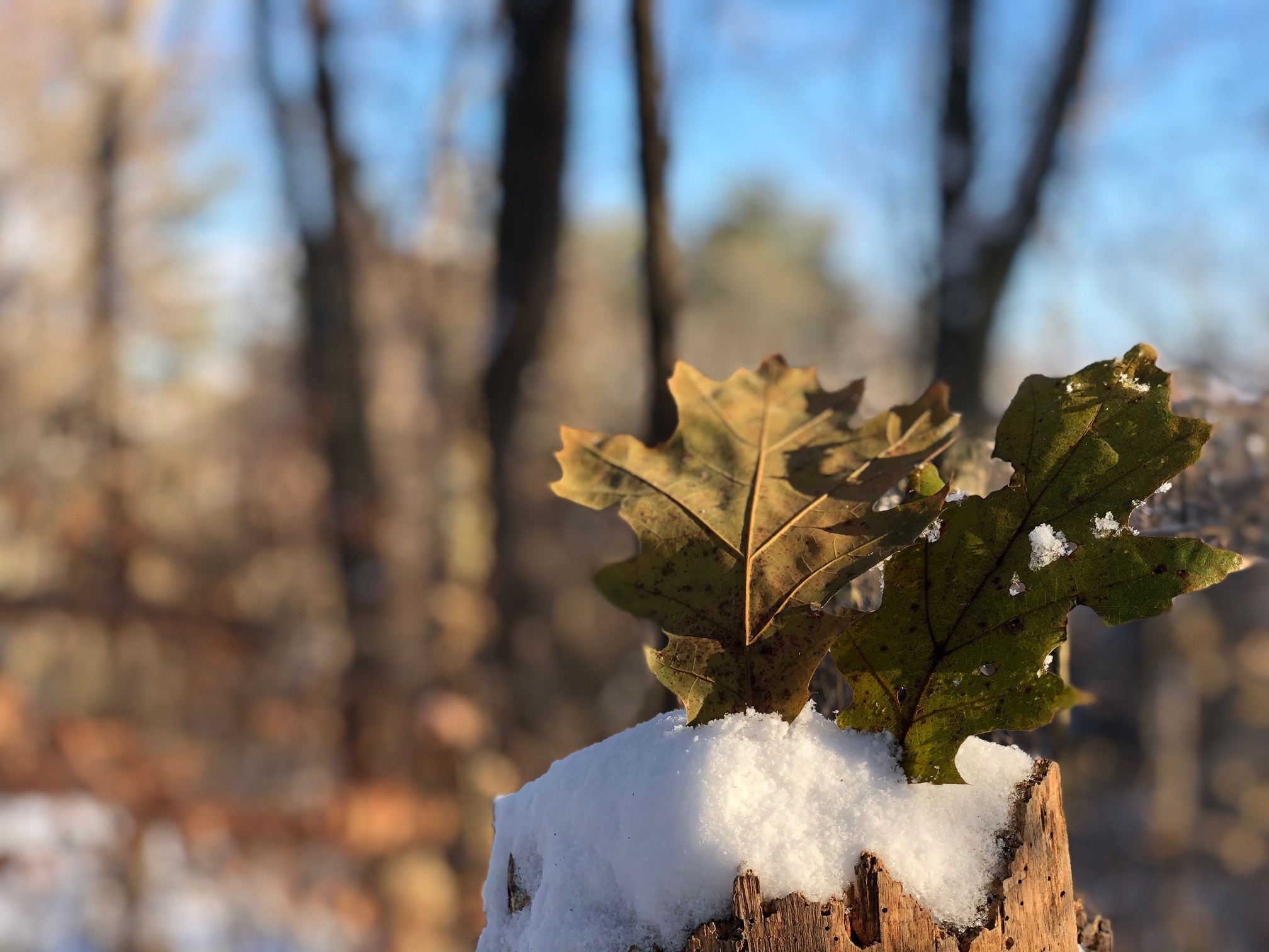 leaf in snow