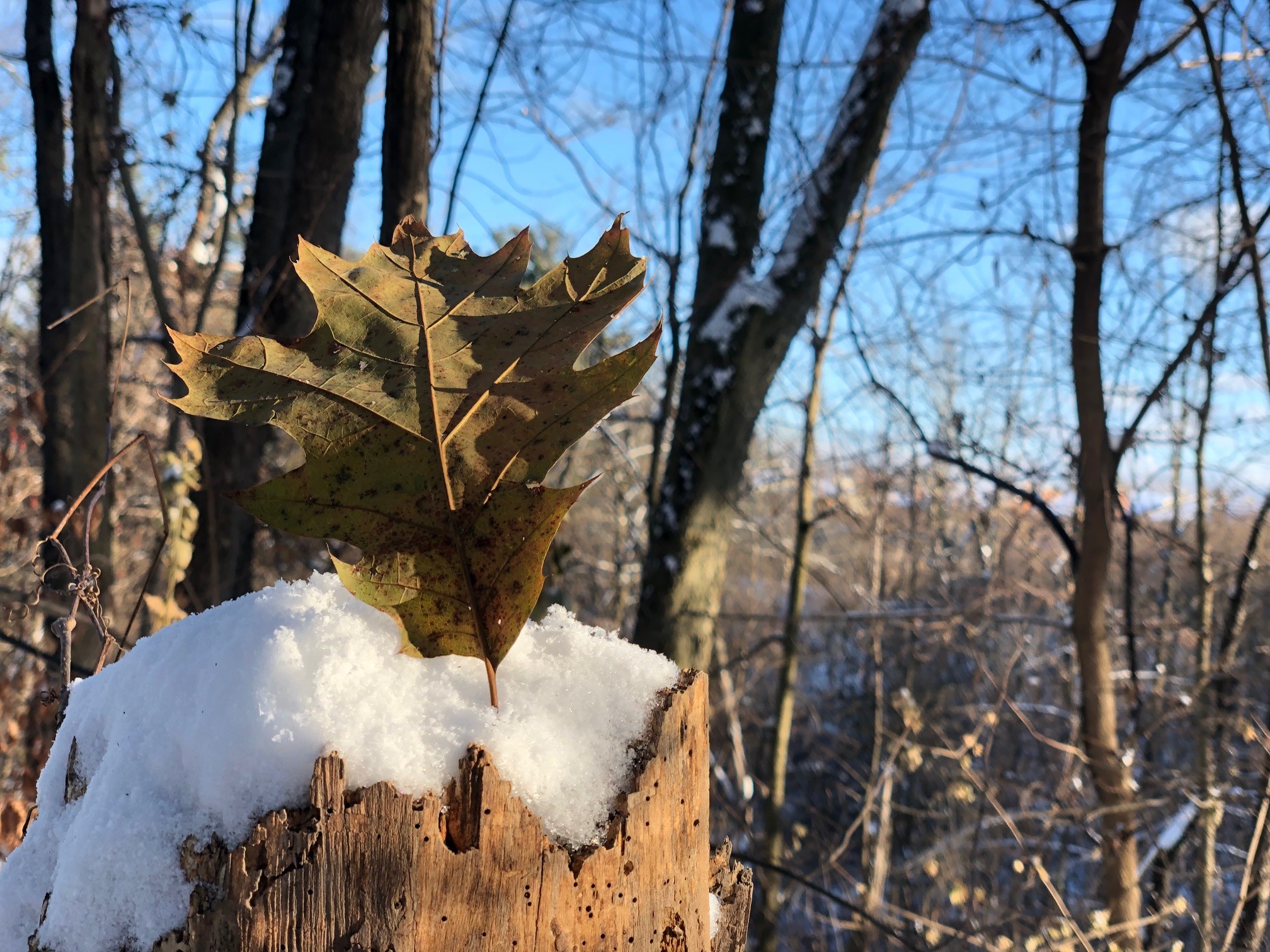 another leaf in snow