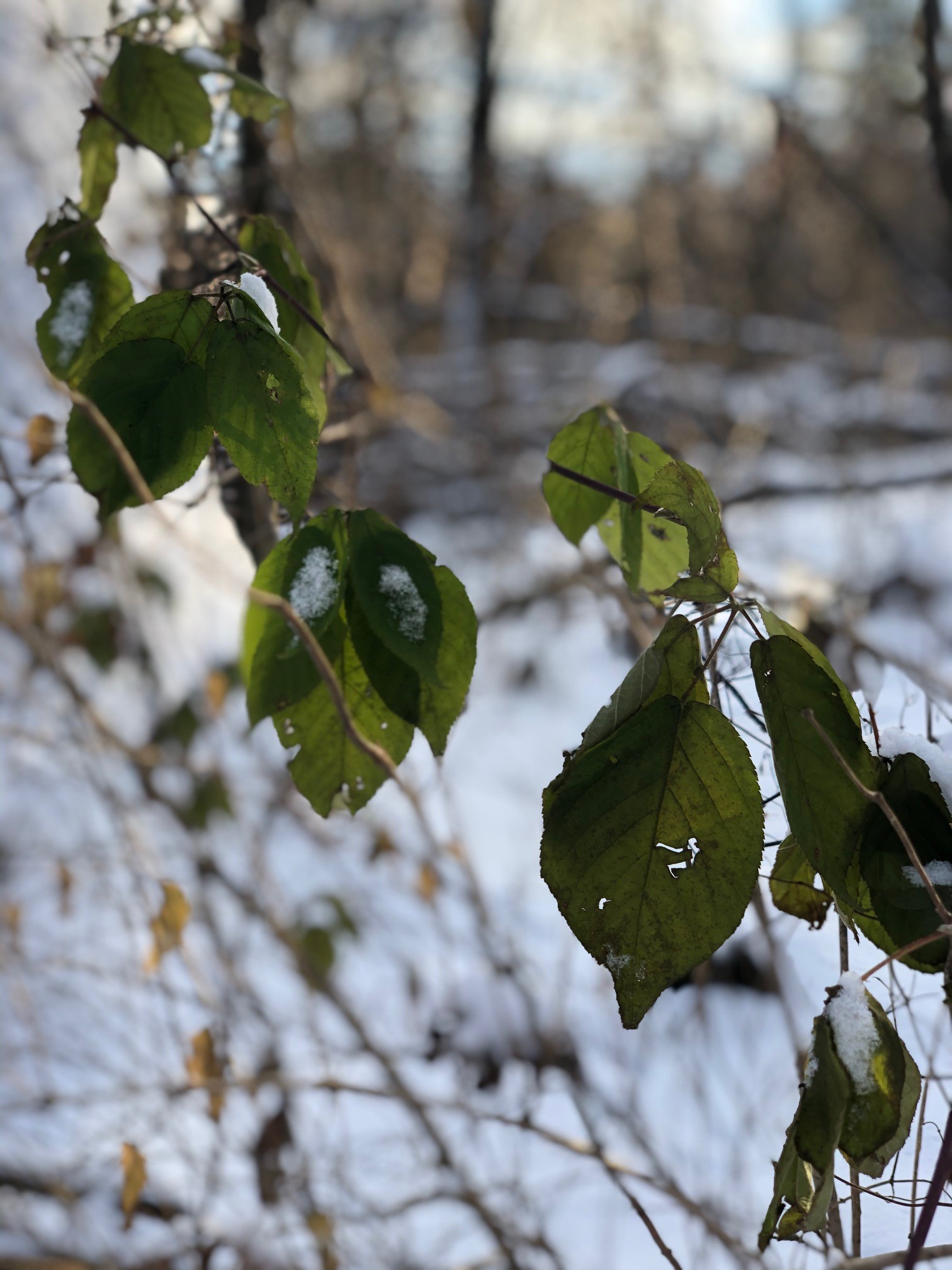 leaves in the snow