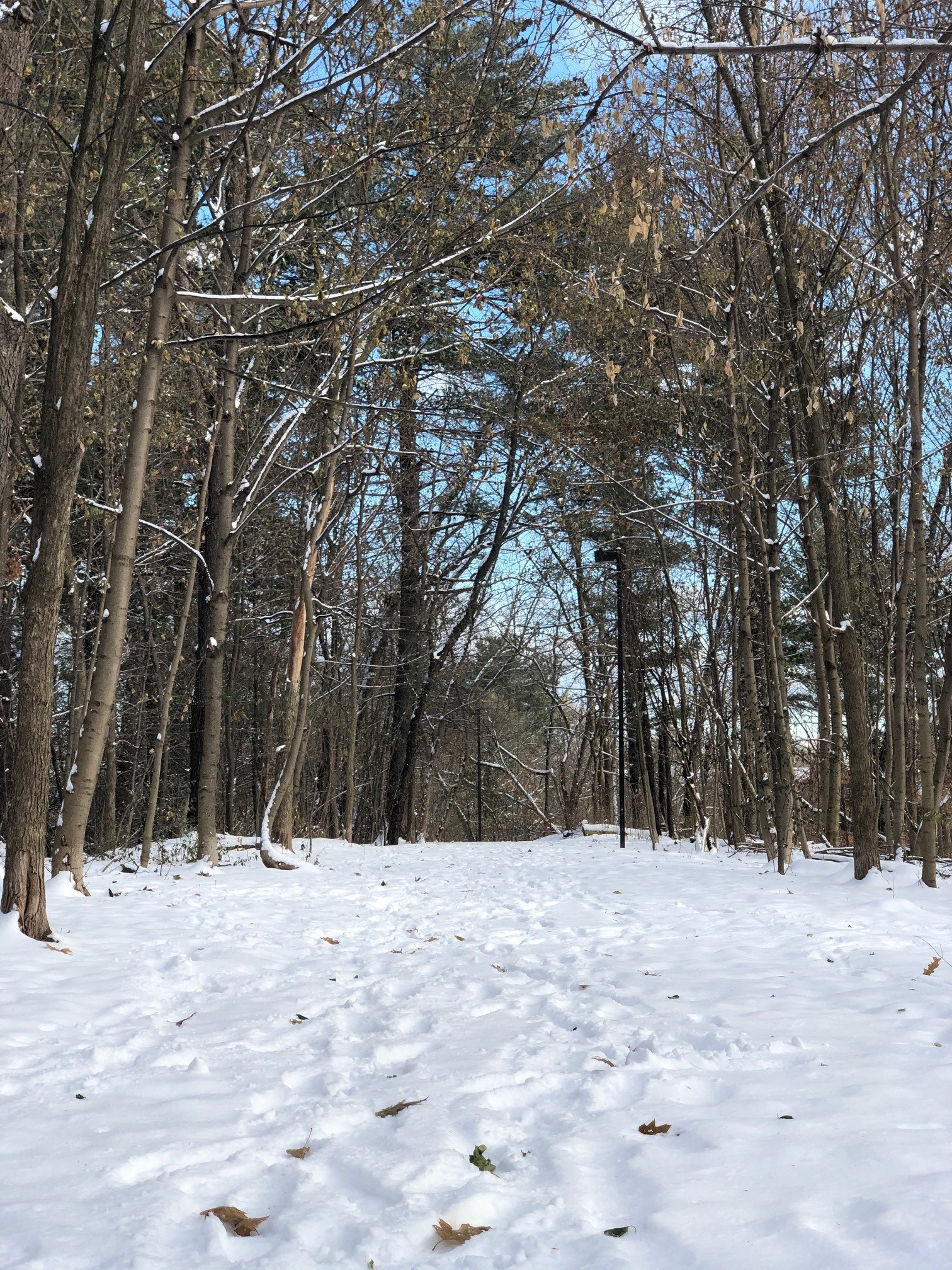 path in the snow