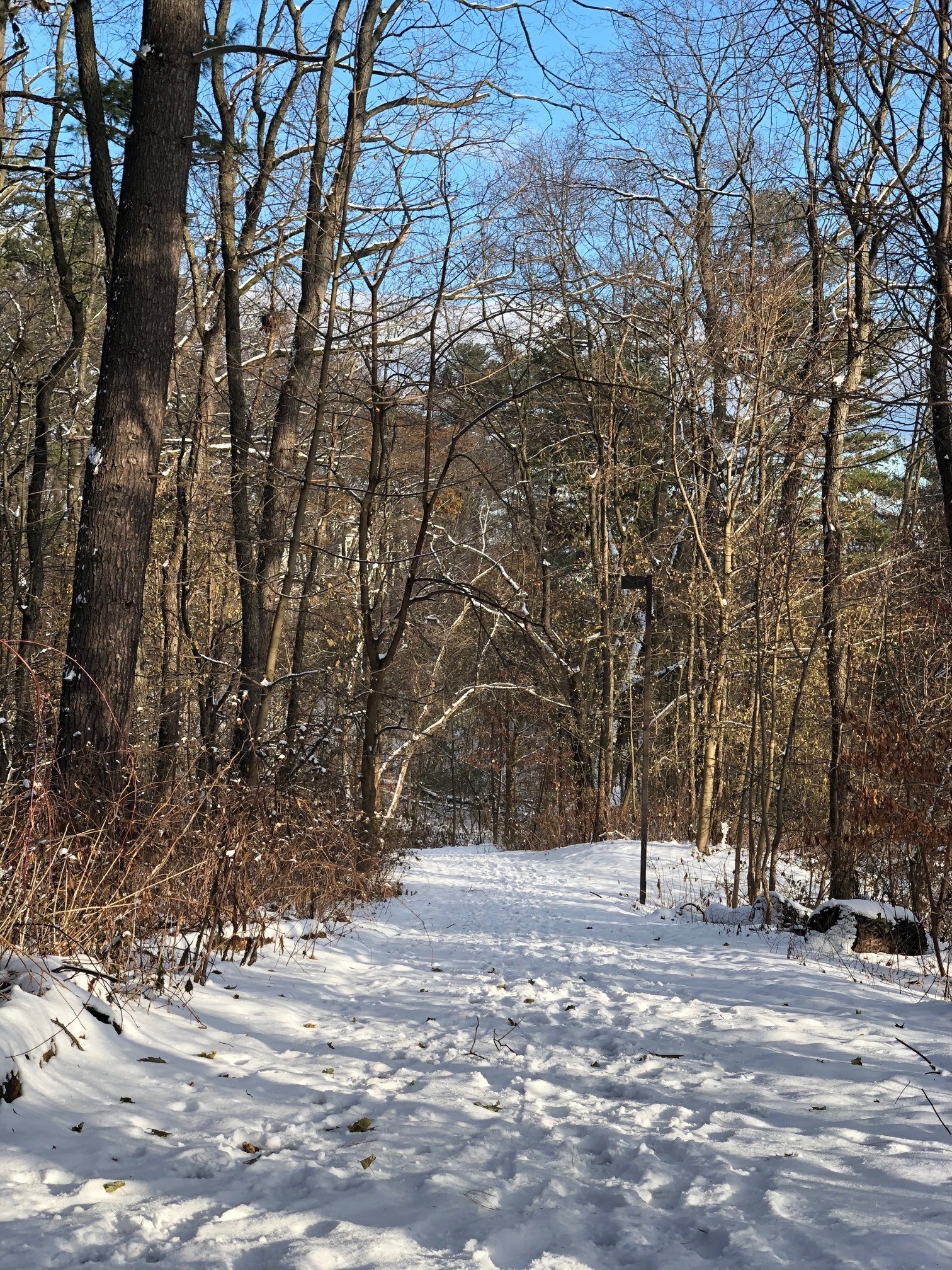 second photo of path in the snow