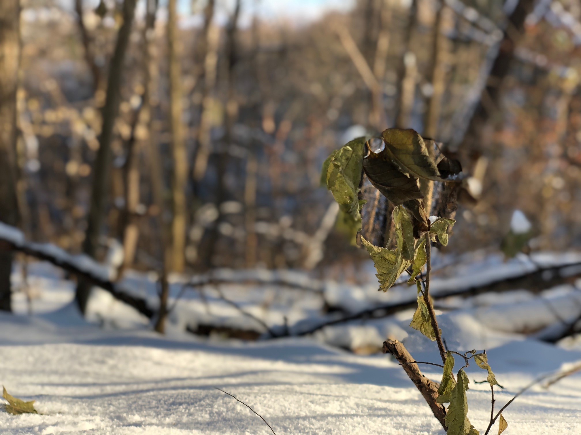 plant covered in snow